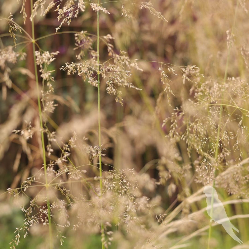 Deschampsia Cespitosa