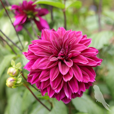 Dhalia Sp