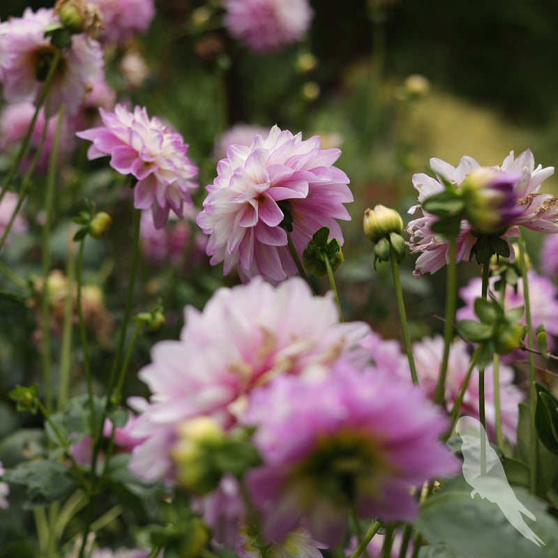 Dhalia Sp