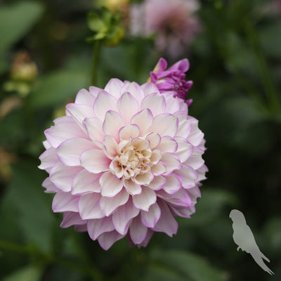 Dhalia Sp