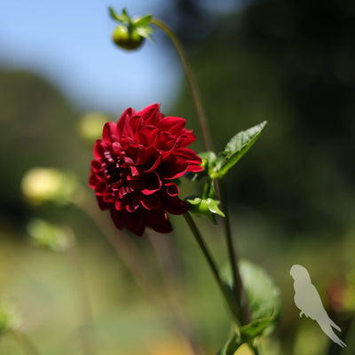 Dhalia Sp