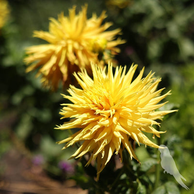 Dhalia Sp