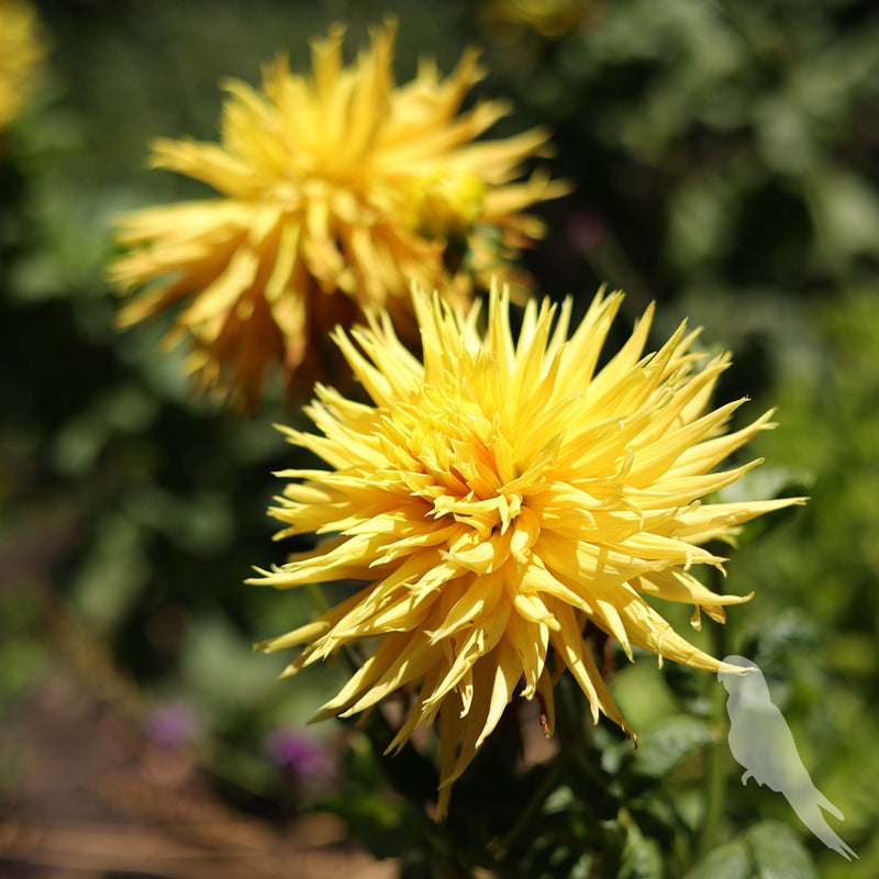 Dhalia Sp