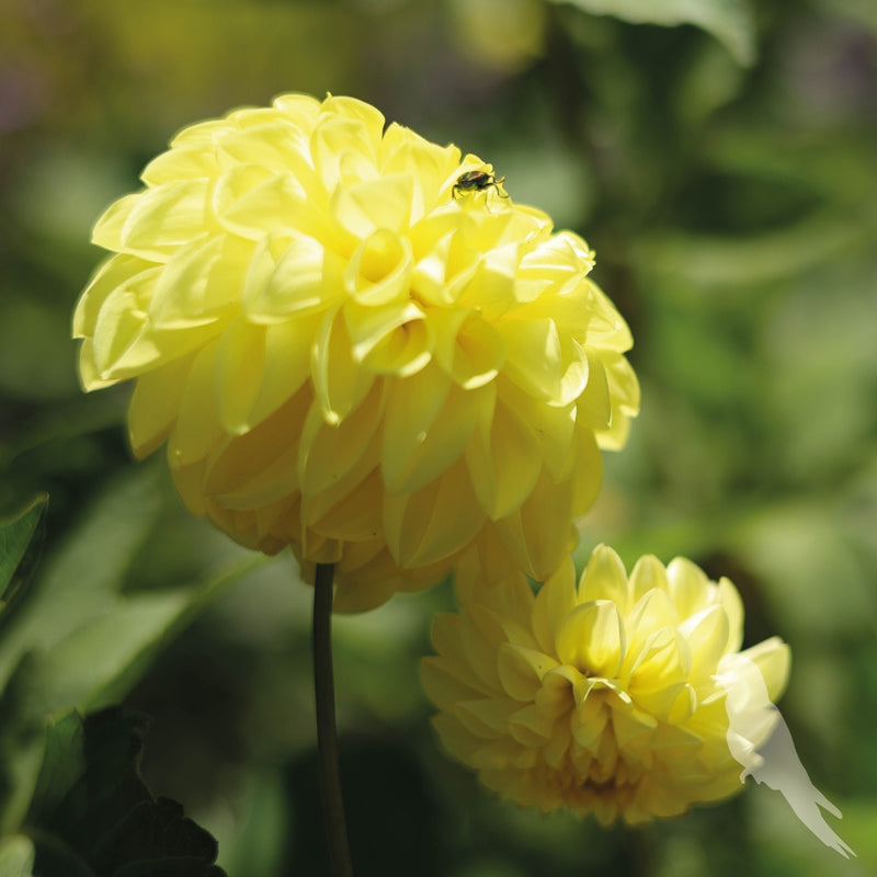 Dhalia Sp