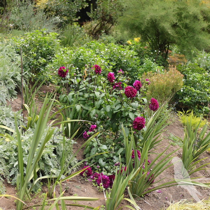 Dhalia Sp