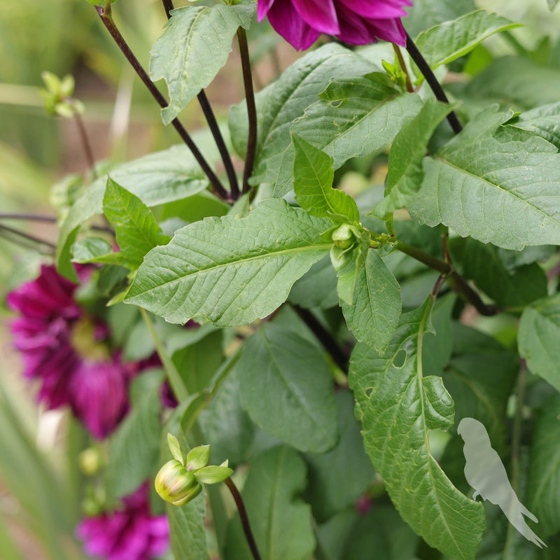 Dhalia Sp