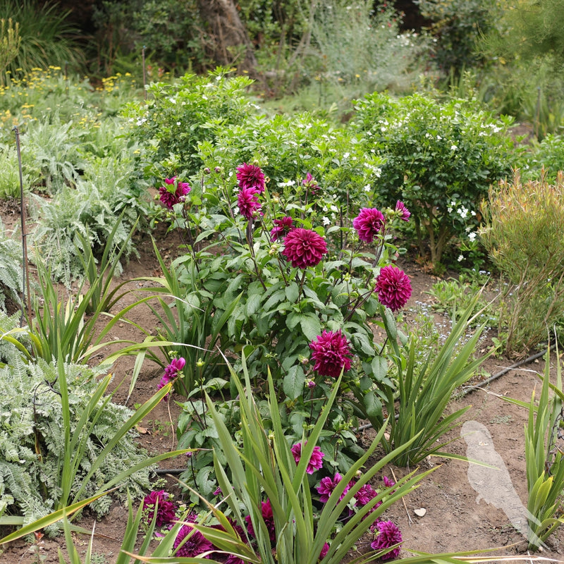 Dhalia Sp