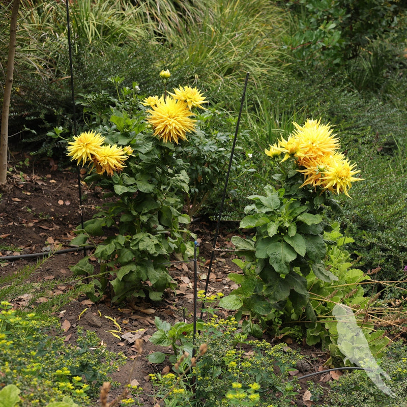 Dhalia Sp