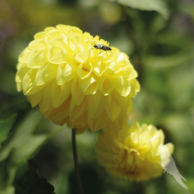 Dhalia Sp
