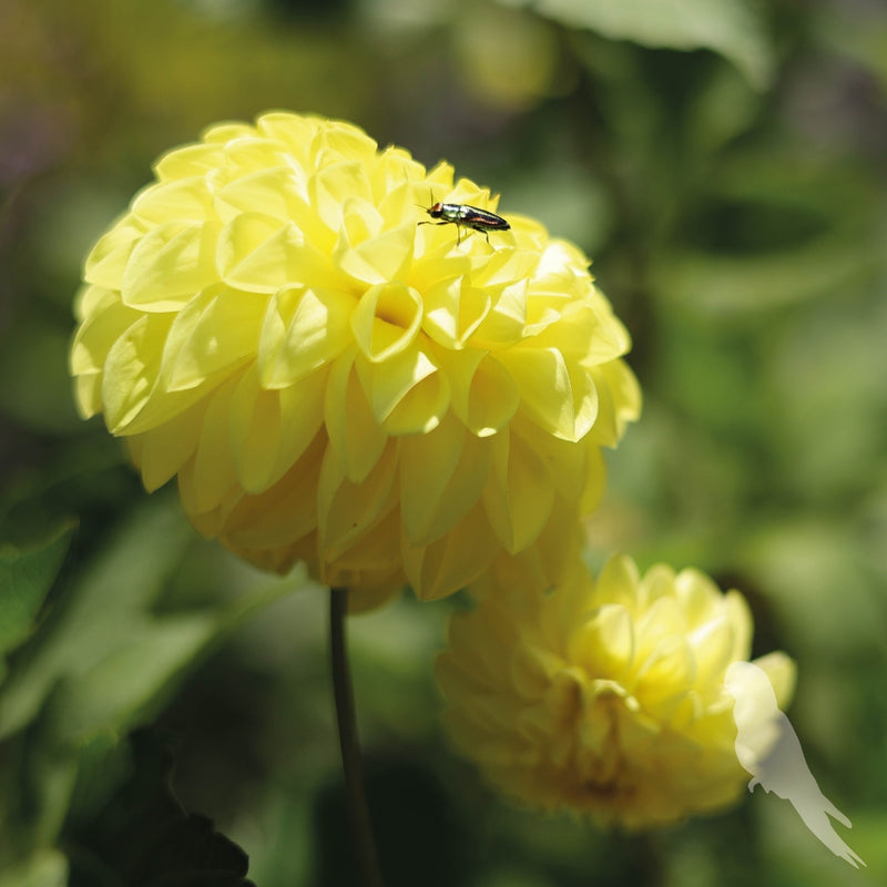 Dhalia Sp