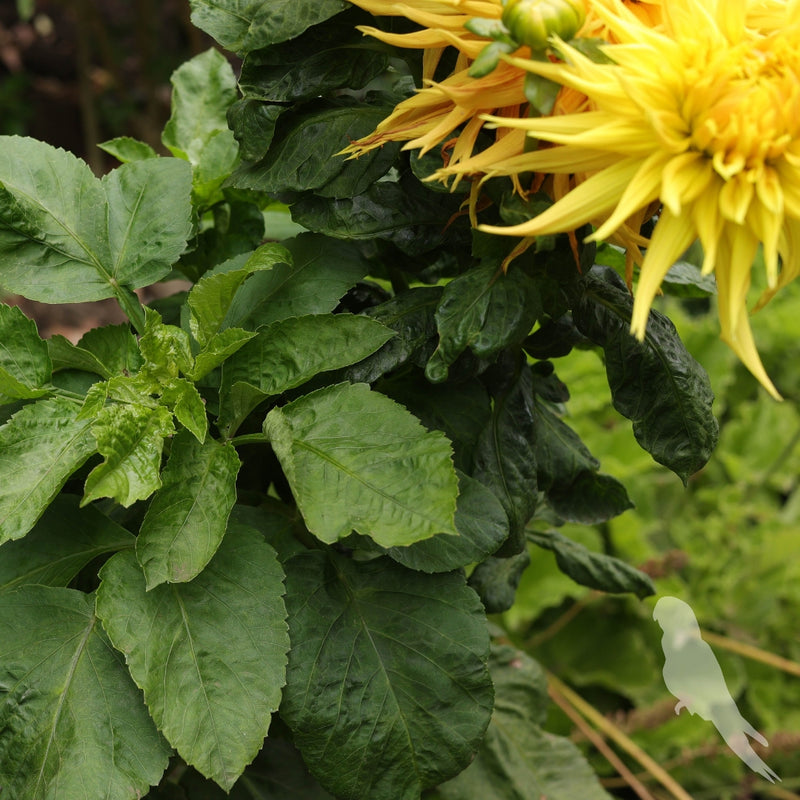 Dhalia Sp