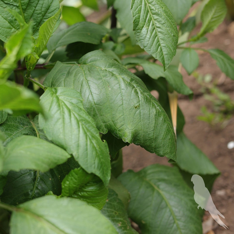 Dhalia Sp