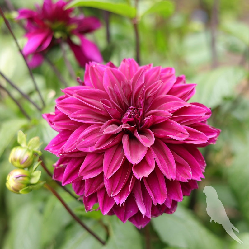 Dhalia Sp