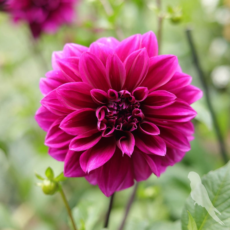 Dhalia Sp