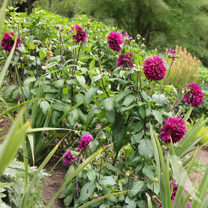 Dhalia Sp