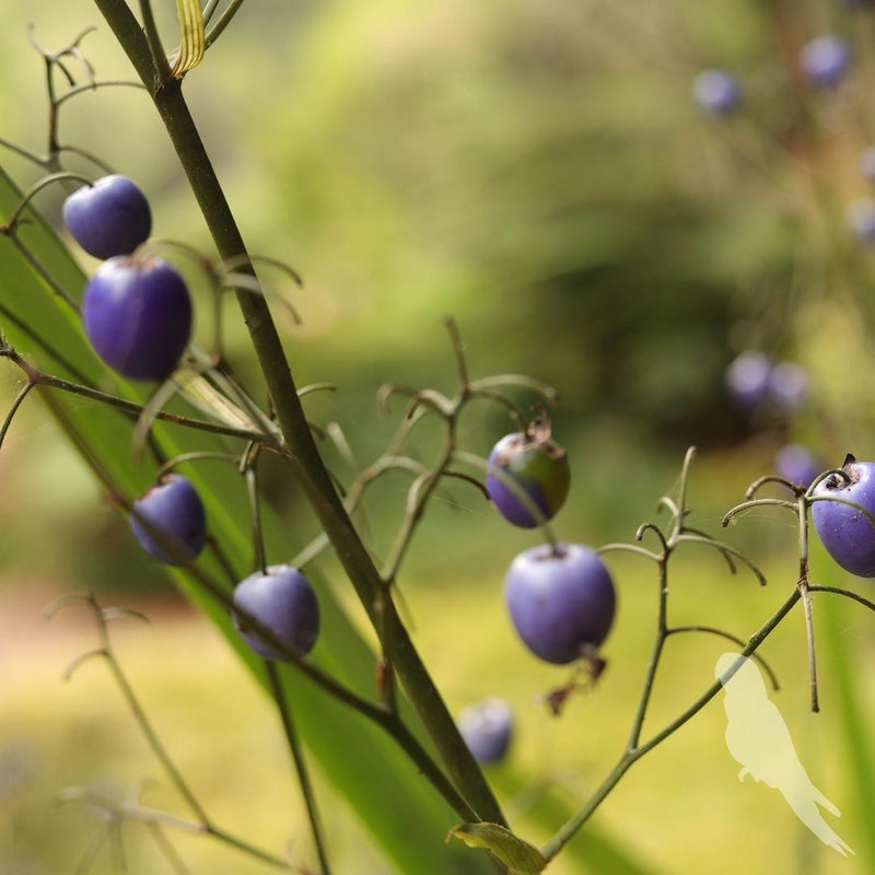 Dianella Tamásnica