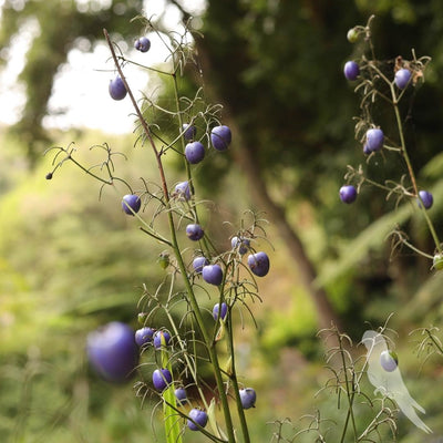 Dianella Tamásnica