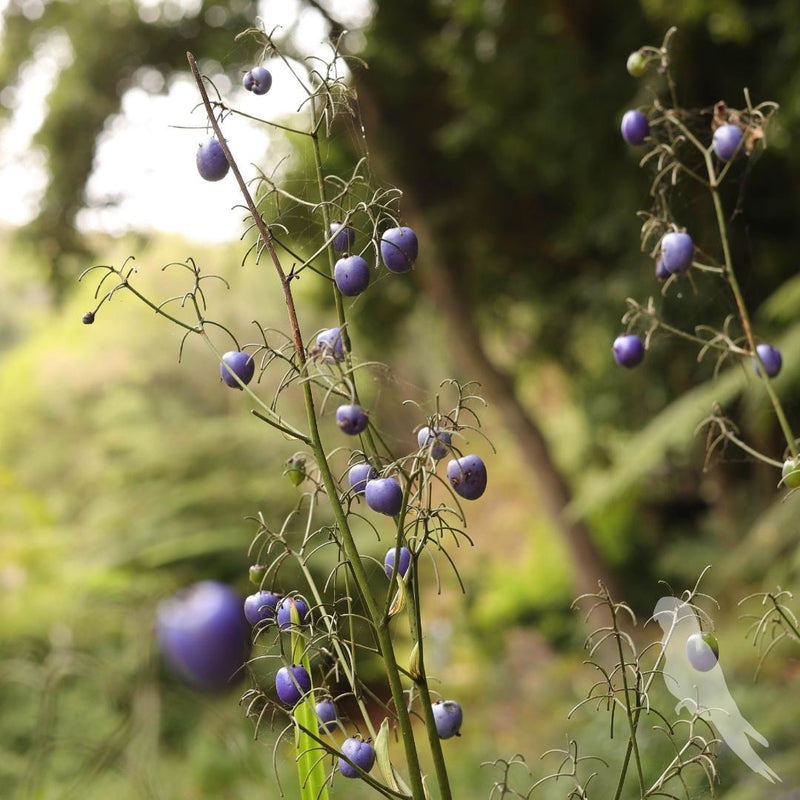 Dianella Tamásnica