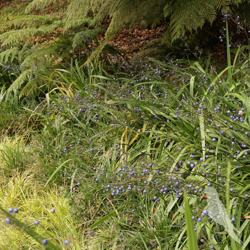 Dianella Tamásnica