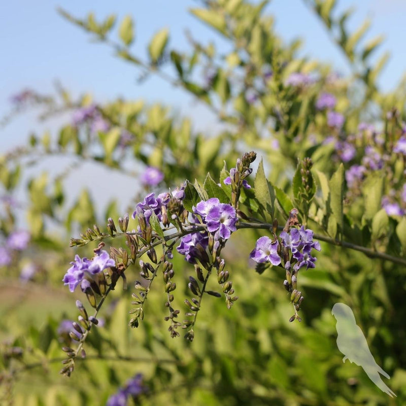 Duranta Erecta