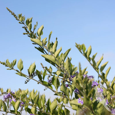 Duranta Erecta