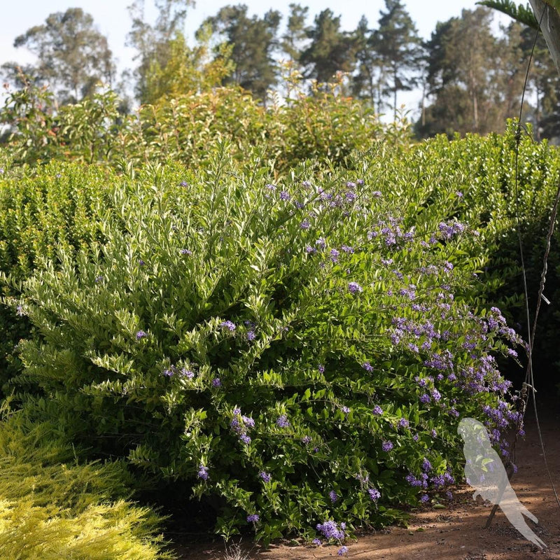 Duranta Erecta