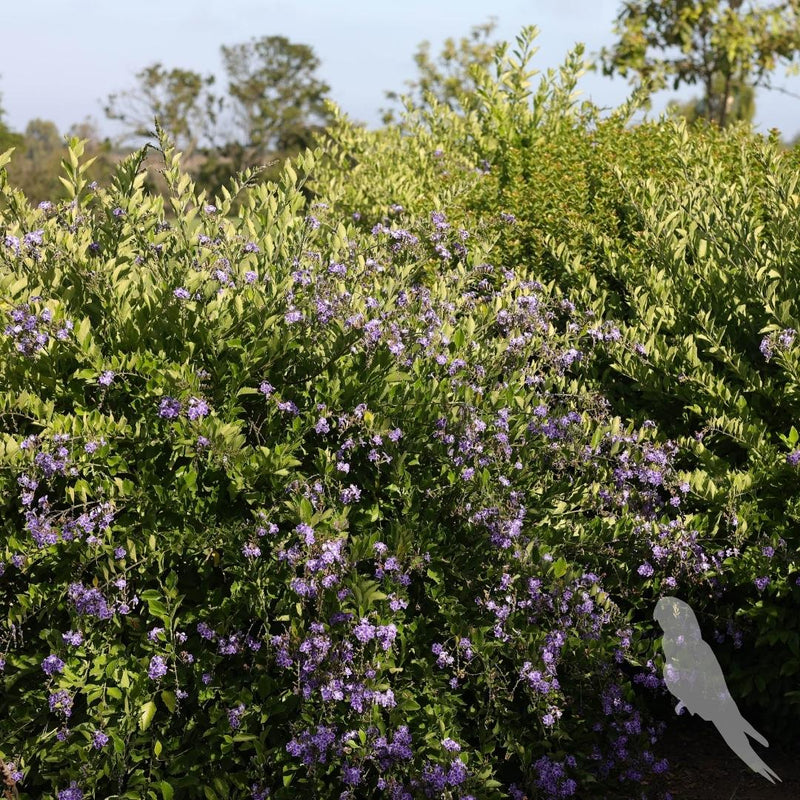 Duranta Erecta