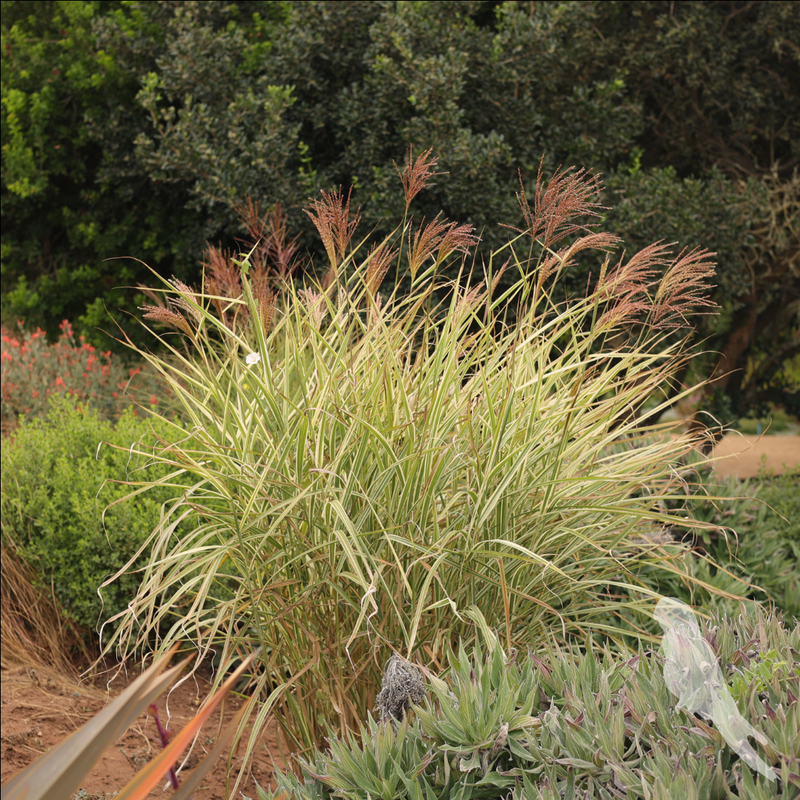 Miscanthus Sinencis Variegatus