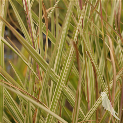 Miscanthus Sinencis Variegatus