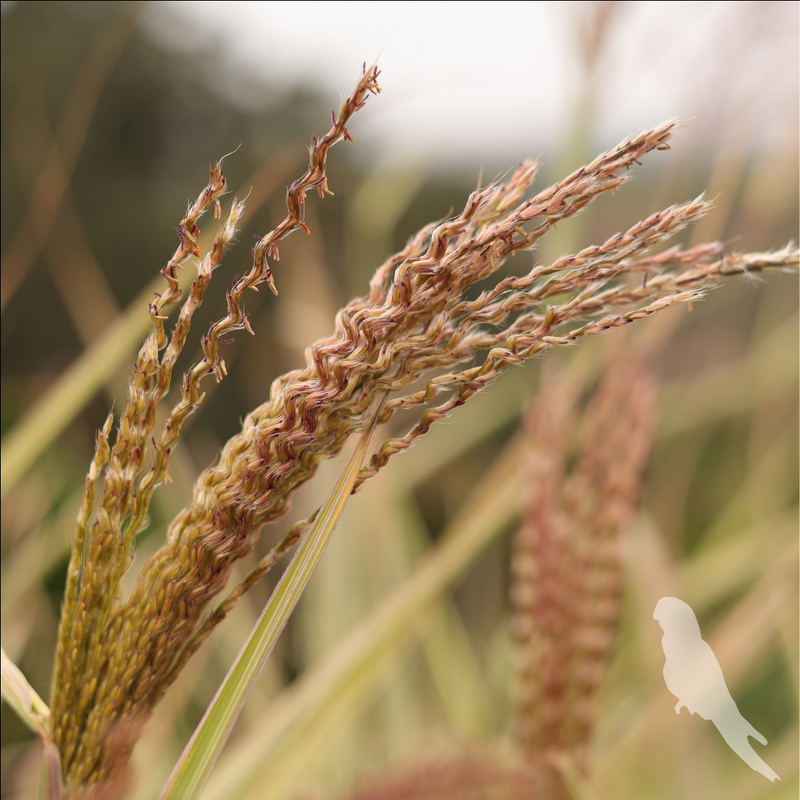 Miscanthus Sinencis Variegatus