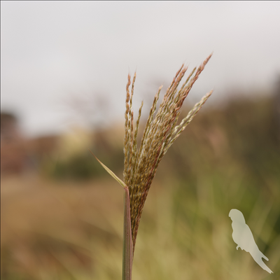 Miscanthus Sinencis Variegatus