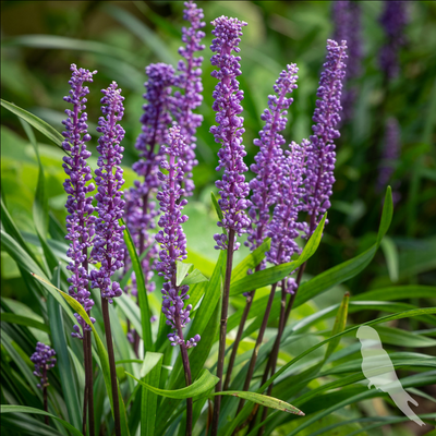 Liriope muscari
