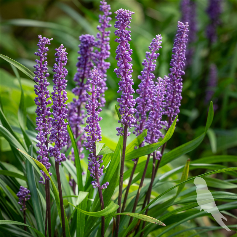Liriope muscari