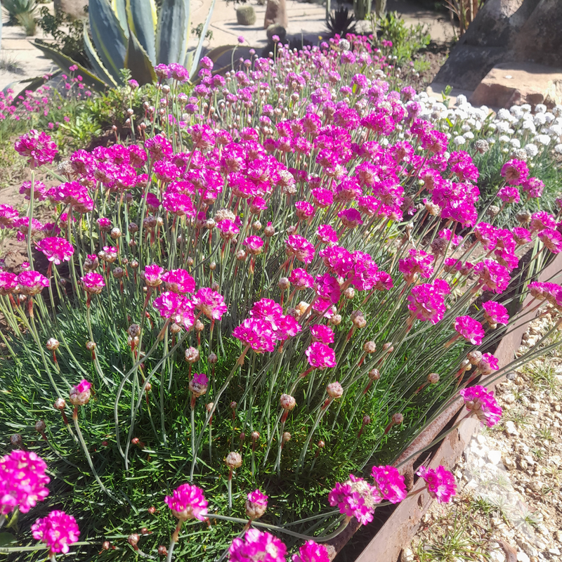 Armeria Marítima