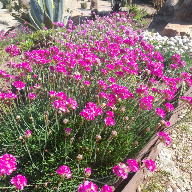 Armeria Marítima