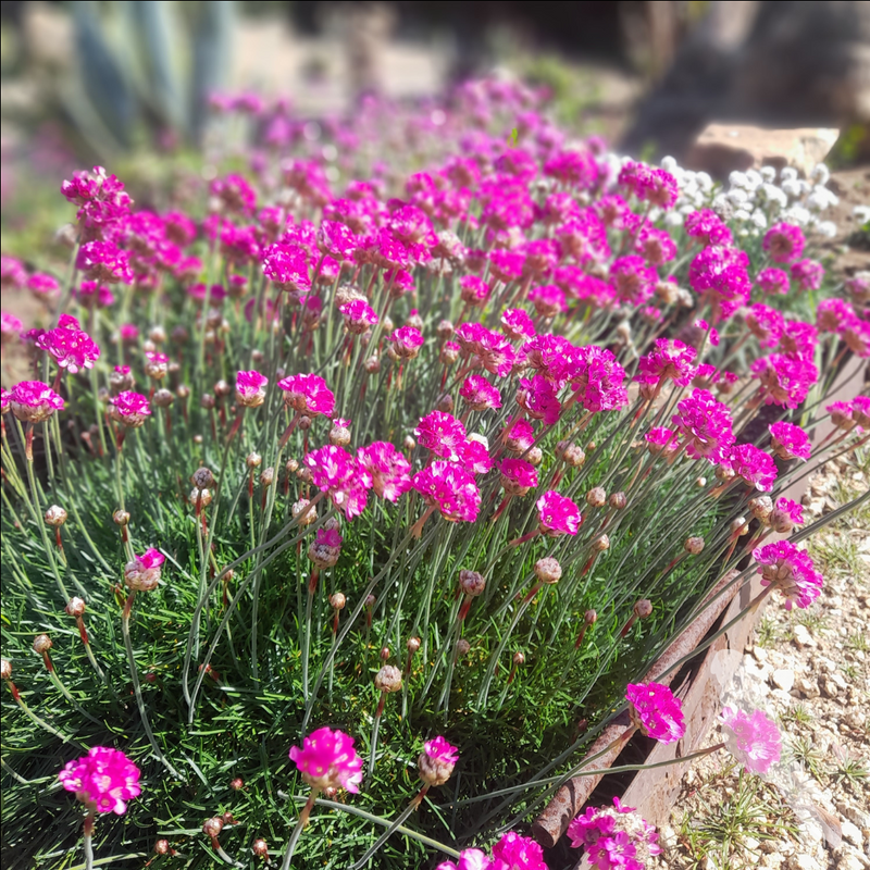 Armeria Marítima