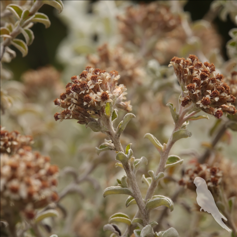 Helichrysum microphyllum