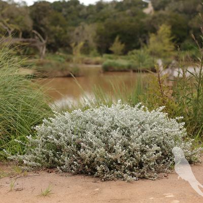 Helichrysum microphyllum