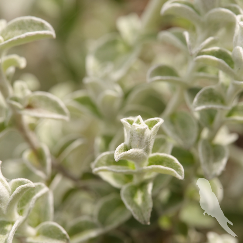 Helichrysum microphyllum