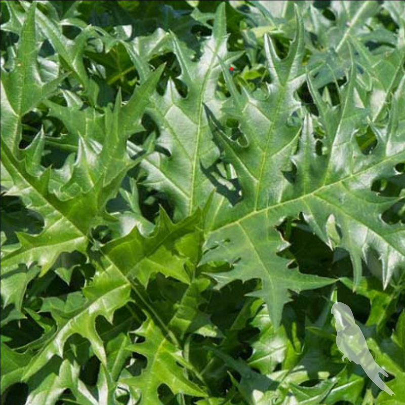 Acanthus Spinosus