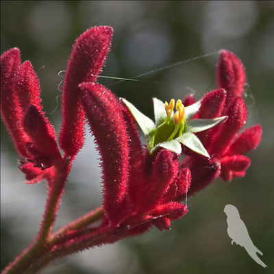 Anigozanthus flavidus