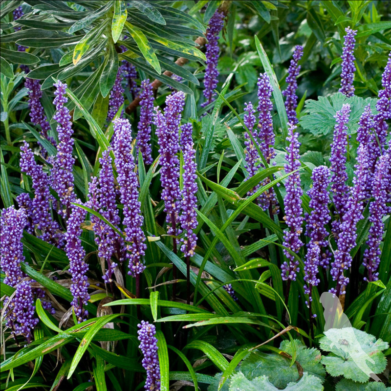 Liriope muscari