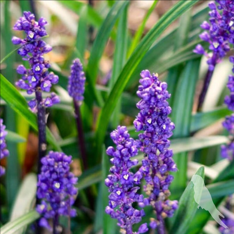 Liriope muscari