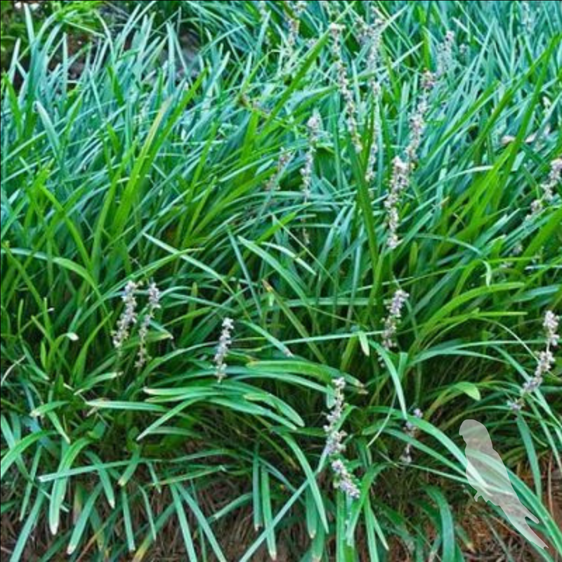 Liriope muscari