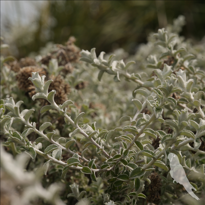 Helichrysum microphyllum