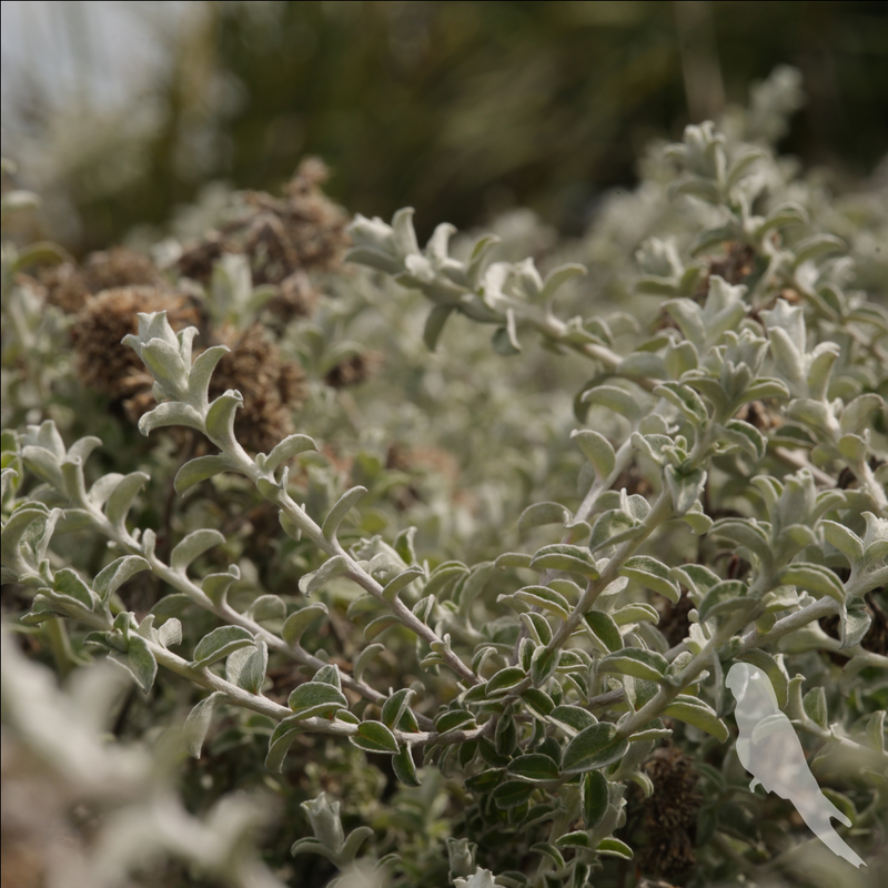 Helichrysum microphyllum