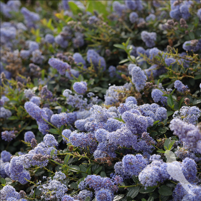 Ceanothus Thyrsiflorus Var Repens