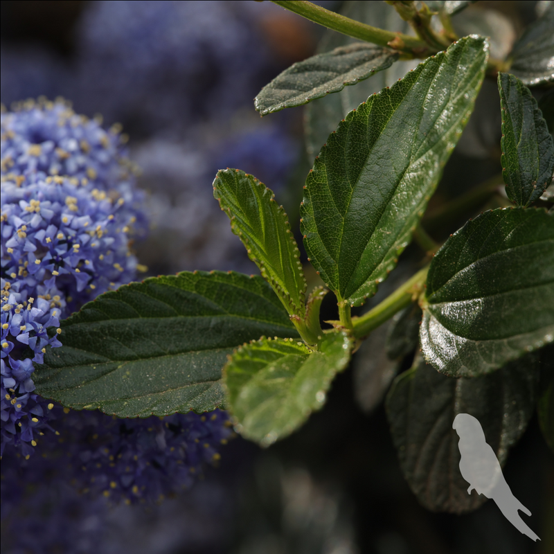 Ceanothus Thyrsiflorus Var Repens