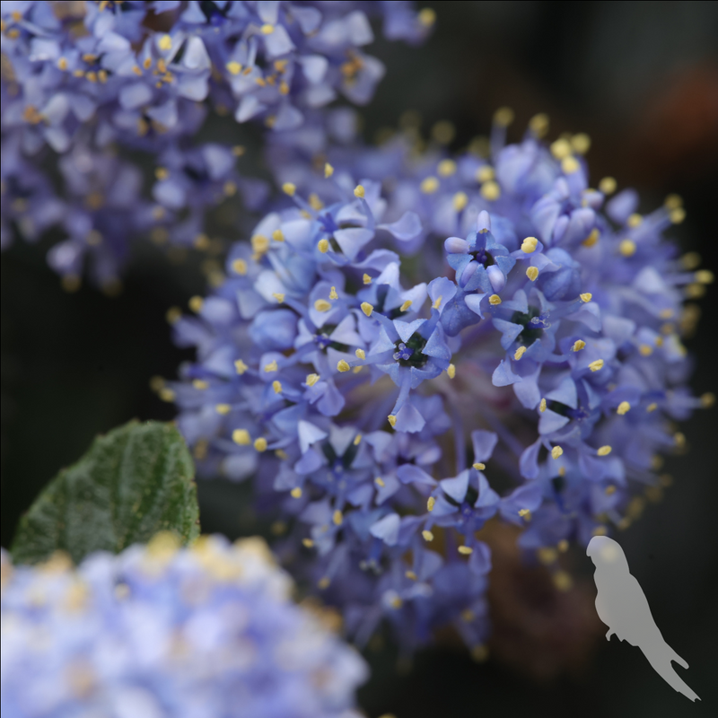 Ceanothus Thyrsiflorus Var Repens