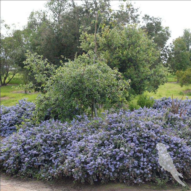 Ceanothus Thyrsiflorus Var Repens